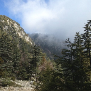 Cedar of Lebanon forest